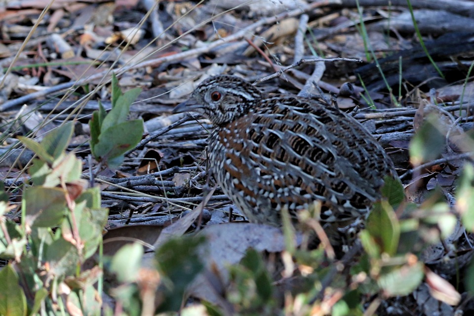 Painted Button-quail (Turnix varius)